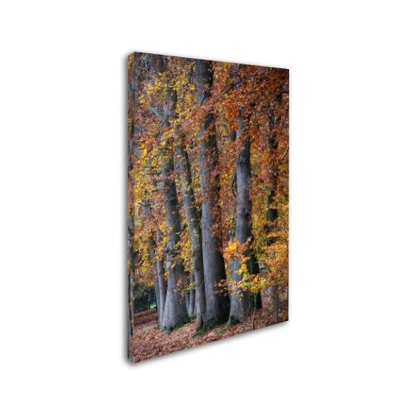 Cora Niele 'Autumn Beeches II' Canvas Art,22x32